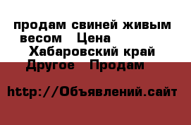 продам свиней живым весом › Цена ­ 20 000 - Хабаровский край Другое » Продам   